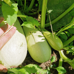 Цукино Белый из Триеста - Bianca di Trieste Zucchino