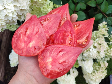 Заилийский Алатау сорт томата