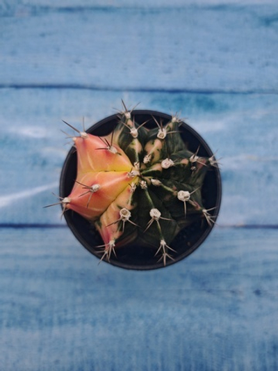 Gymnocalycium Variegata (Гимнокалициум Вариегатный)