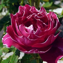 Барон Жиро де Лейн (Baron Girod de L’Ain)