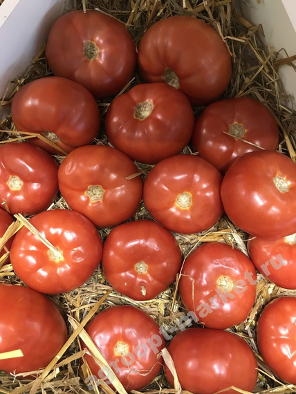 Таймыр F1 семена томата индетерминантного – фото 2