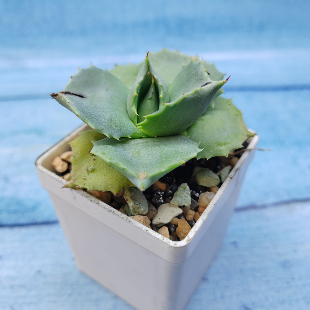 Agave Potatorum Shoji-Raijin (Агава)