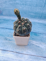 Gymnocalycium Quehlianum (Гимнокалициум)