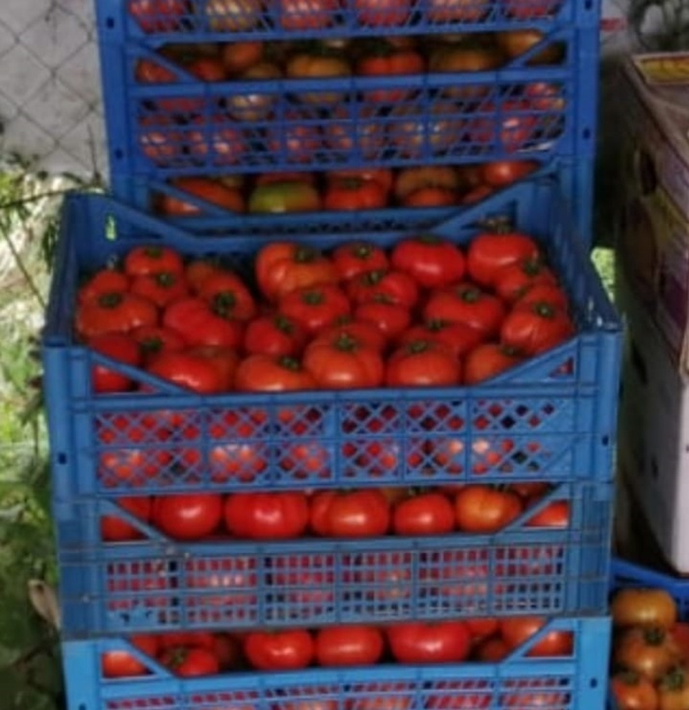 Дебют F1 семена томата детерминантного (Seminis / Семинис)