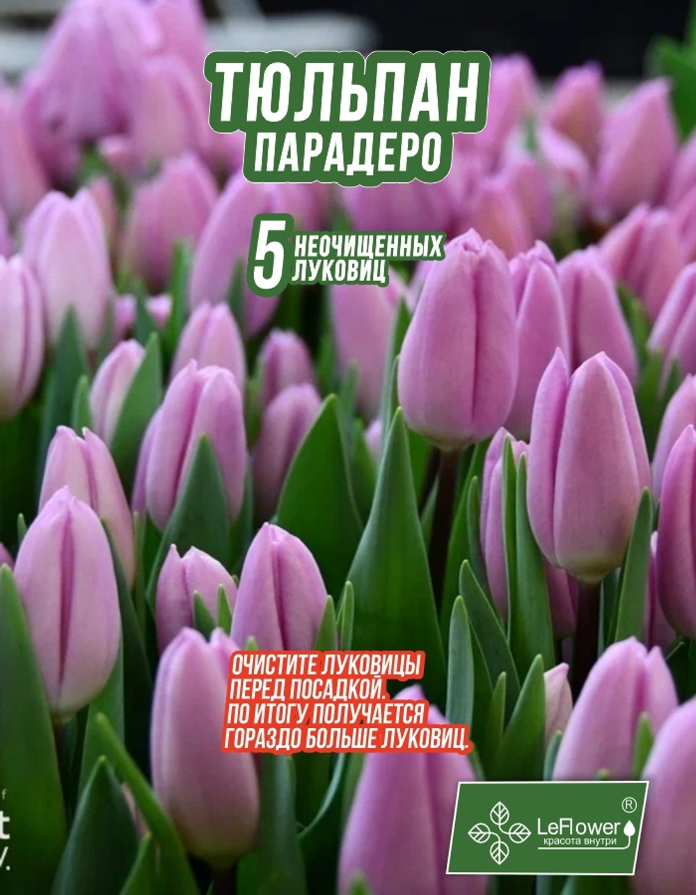 Тюльпан Луковица, Парадеро, 5+шт