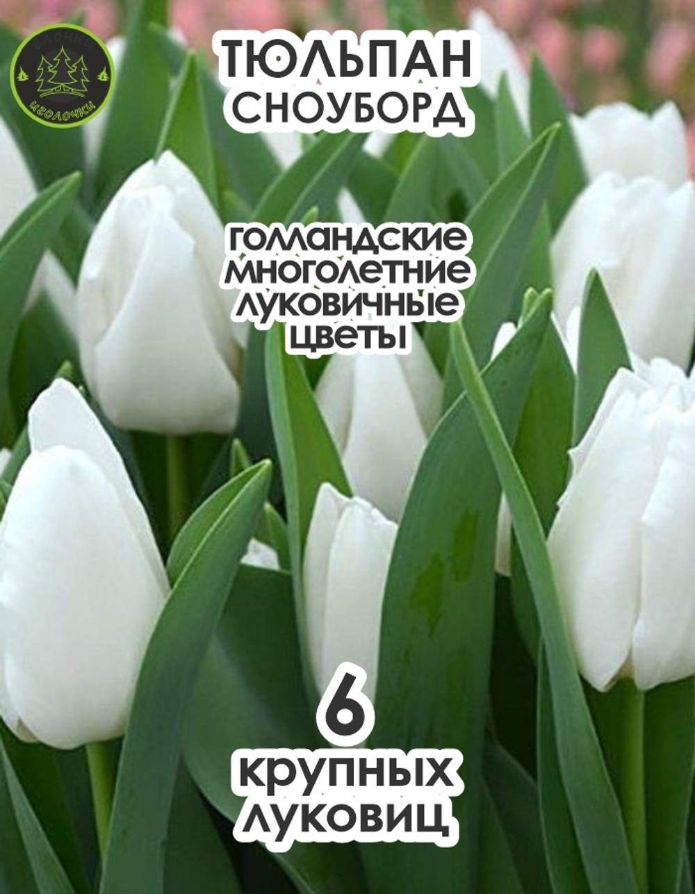 Тюльпан Сноуборд, 6 штук, крупные
