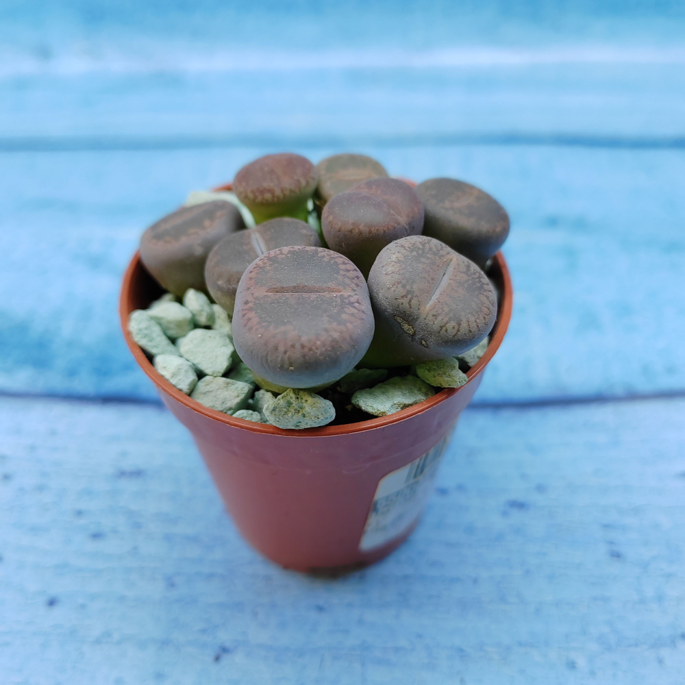 Lithops sp. (Литопсы)