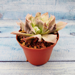 Echeveria Trumpet Pinky (Эхеверия)