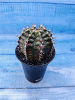 Gymnocalycium T-Rex Pink hybride (Гимнокалициум T-rex)