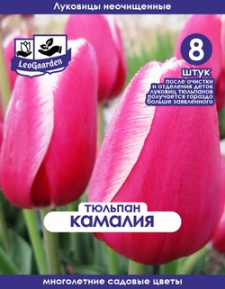 Тюльпан Луковица, Камалия, 8+шт