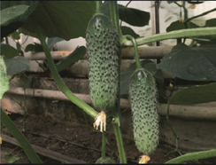 Ансгар F1 семена огурца (Enza Zaden / Энза Заден)