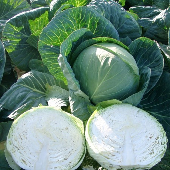 Секома F1 семена капусты белокочанной – фото 2