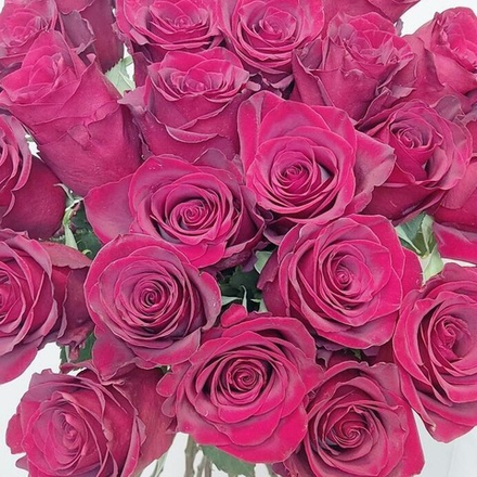 25 бордовых импортных роз Эксплорер