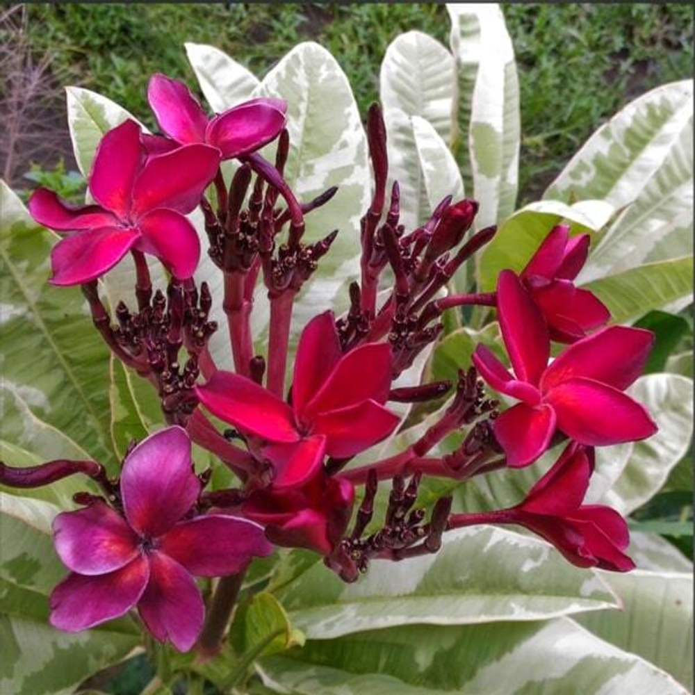 Плюмерия VAR / RED SIAM