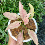 Сингониум PINK PUNCH