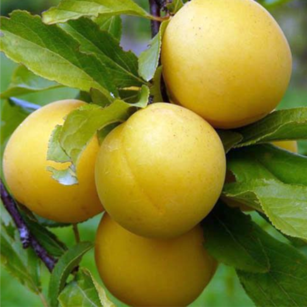 Алыча Злато скифов (2-летняя) ЗКС