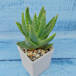 Aloe Brevifolia (Алоэ)