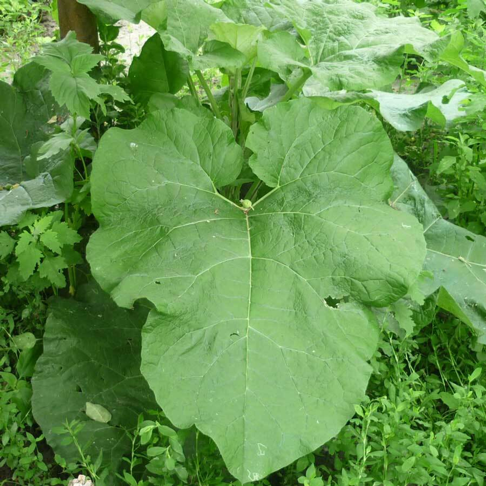 Лопух большой Arctium Lappa l