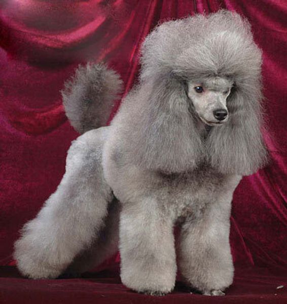 Карликовый пудель