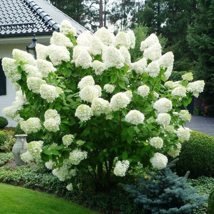 Гортензия метельчатая Polar Bear