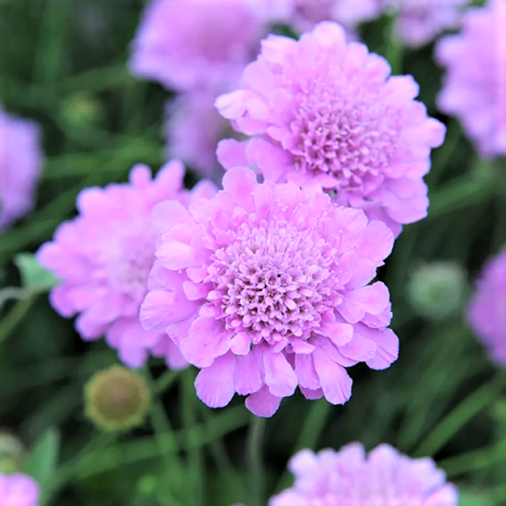 Скабиоза японская альпийская Ritz (rose)