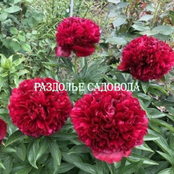 Пион травянистый Ред Грейс