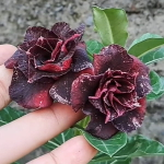 Адениум BURGUNDY