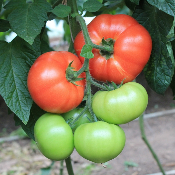 БЕЛФОРТ F1 семена томата Enza Zaden купить – фото 2