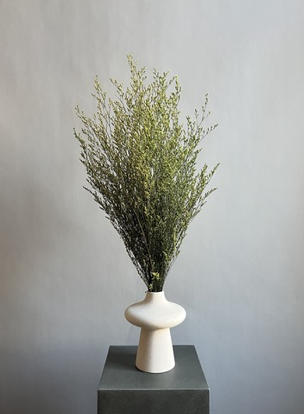 Кермек салатовый