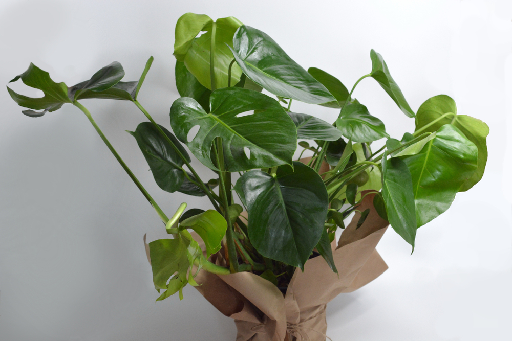 Монстера Делициоза / Monstera Deliciosa