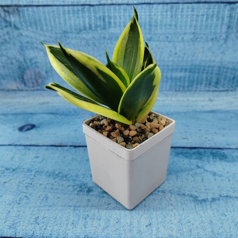 Sansevieria Hahnii Jade Marginata (Сансевиерия)