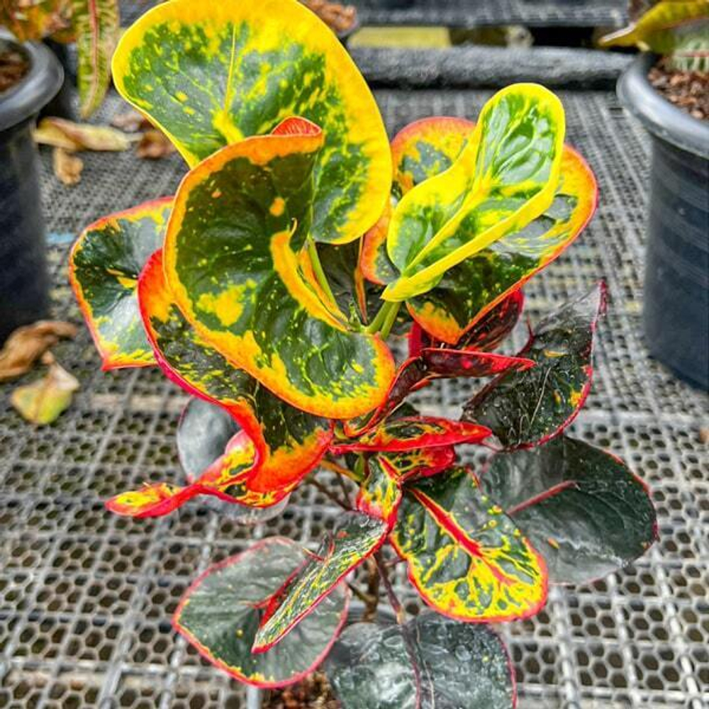 Кротон NAM CHOK