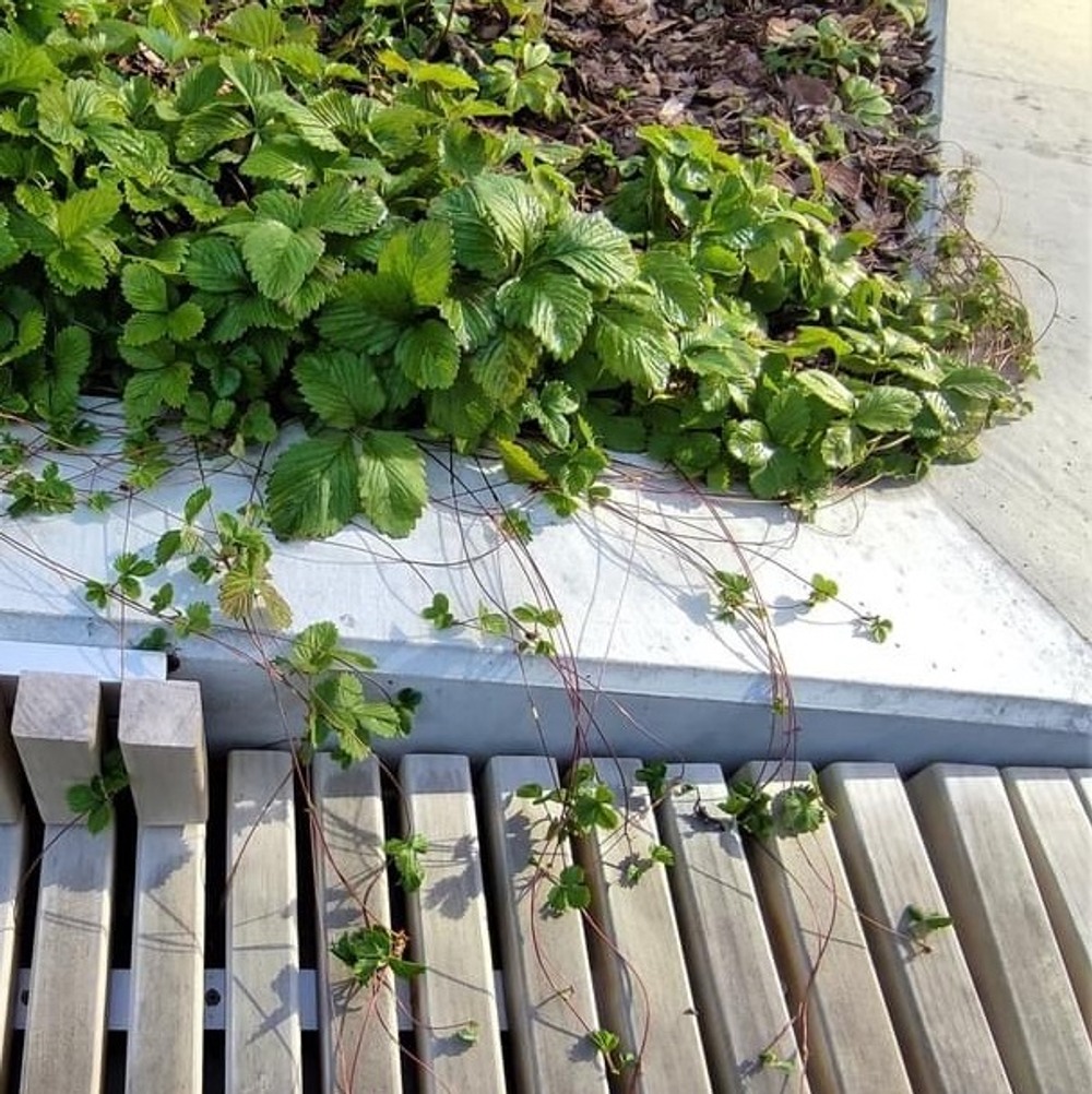 Земляника лесная. Fagaria vesca.