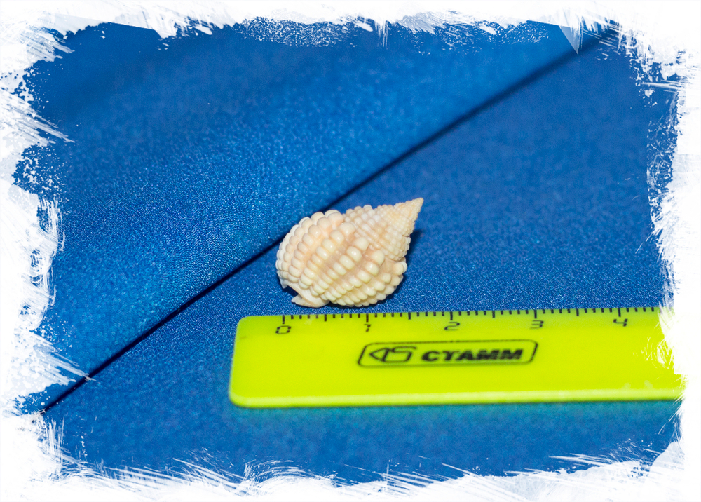 Nassarius labordei размер