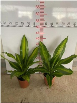 Драцена узколистная Golden Heart д.9