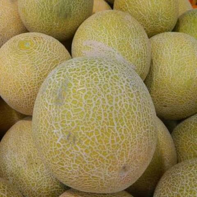 Темрючанка семена дыни (ПОИСК)