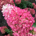 Гортензия метельчатая Строберри Блоссом С5 40-60