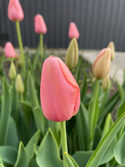 Тюльпан Ментон Закупка М78 сентябрь 2026