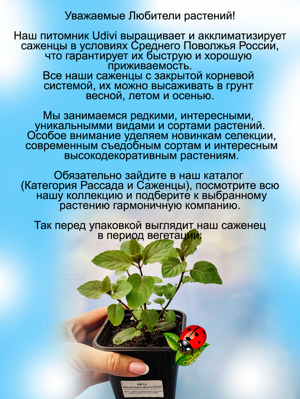 Мята шоколадно-ванильная многолетнее растение