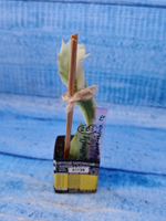 Schlumbergera cv. Madam Butterfly f. variegata (Шлюмбергера)