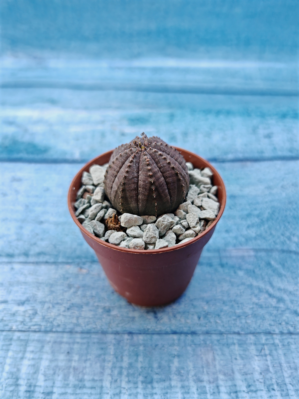 Euphoria Obesa (Эуфорбия)