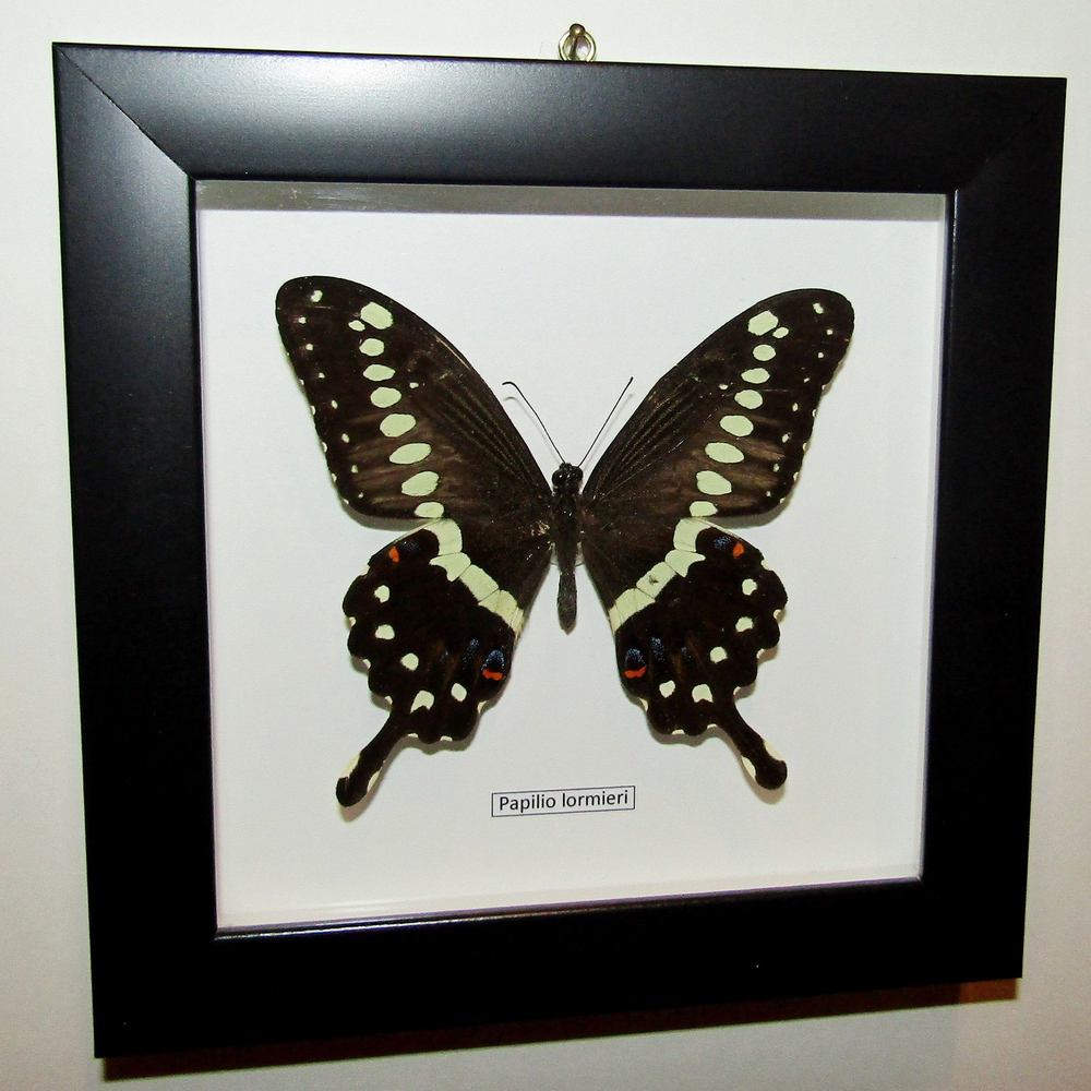Бабочка Papilio lormieri в рамке