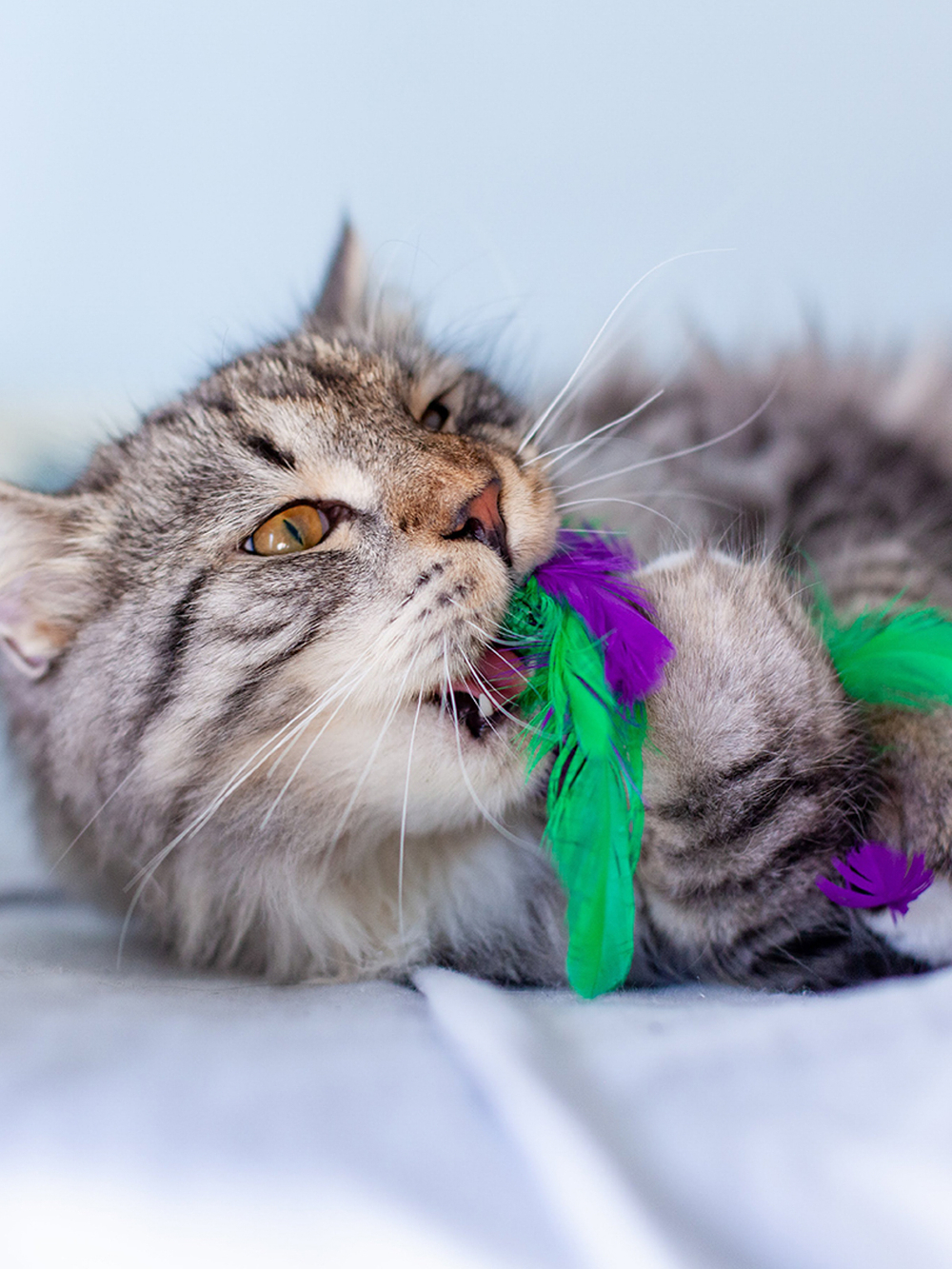 Petstages игрушка для кошек Dental "Капуста" с кошачьей мятой, 20 см