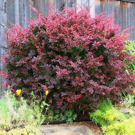 Барбарис Тунберга Atropurpurea