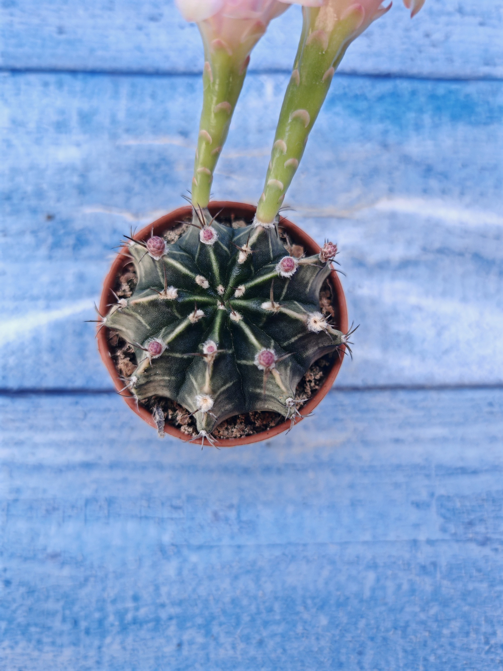 Gymnocalycium Friedrichii (Гимнокалициум)