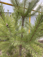 Сосна обыкновенная С2 20-30