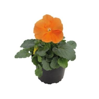 S25115 Виола крупноцветковая Inspire DeluXXe Orange 5шт.