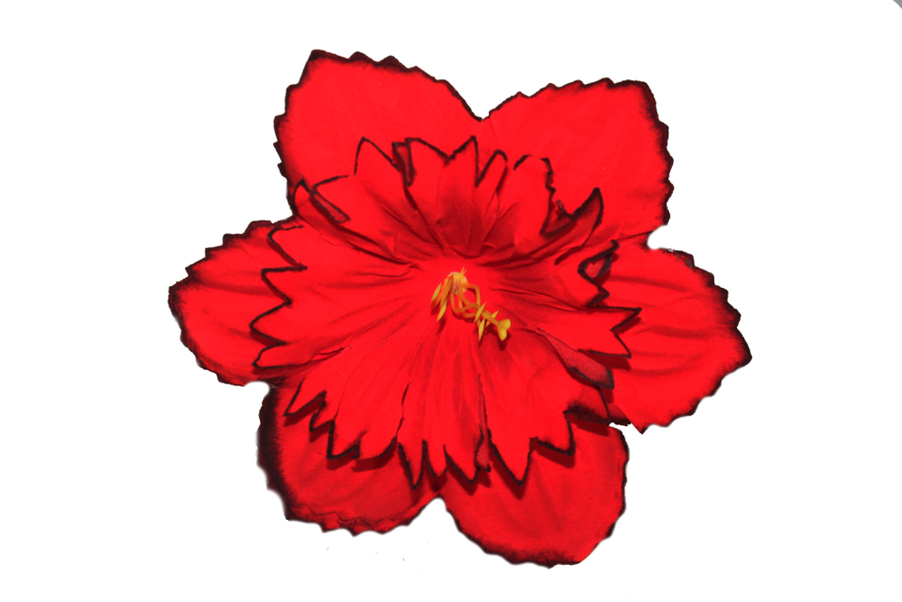 Нарцисс бархат с черным кантом