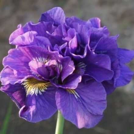 Ирис сибирский Дабл Стандарт С2