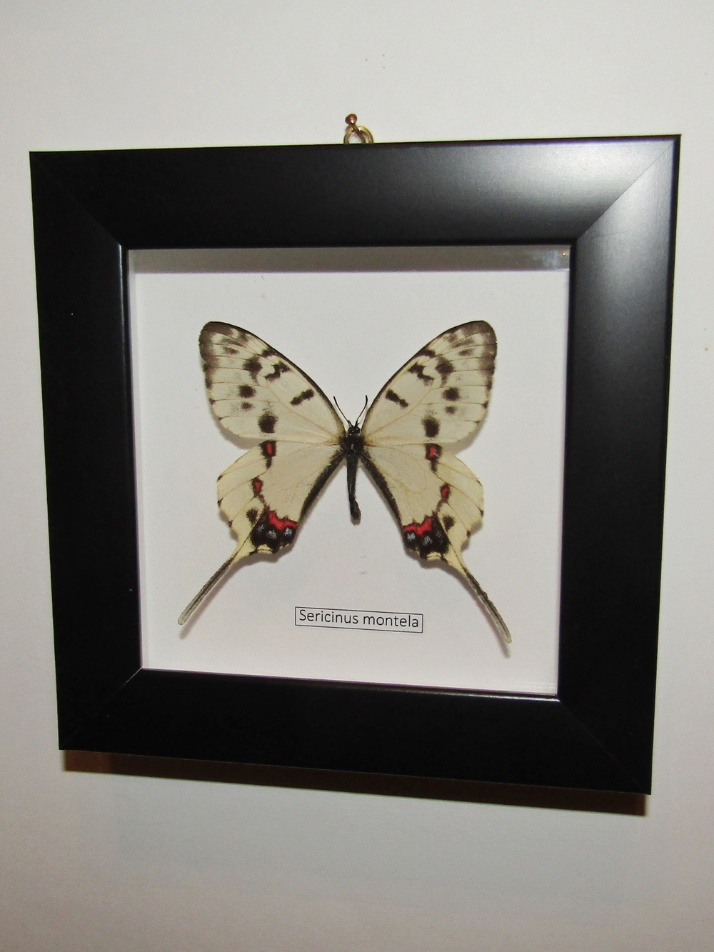 Бабочка Sericinus самка в рамке
